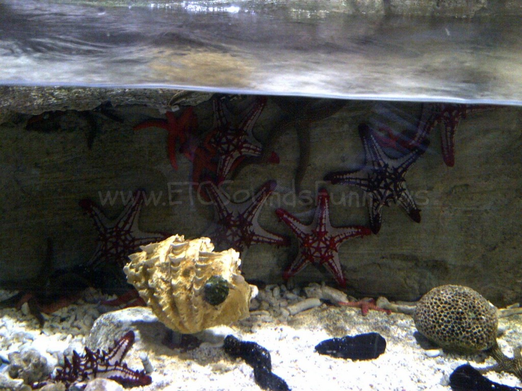 starfish_dubai_underwater_zoo.jpg